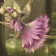 Illustration for article titled Delve Deep into the World of emMaleficent/em With Its Concept Art